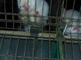 Rabbit farming at Baldivis Rabbits WA - Captured at Baldivis Rabbits, Baldivis WA Australia.