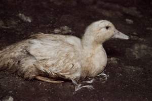 Australian duck farming - Captured at Tinder Creek Duck Farm, Mellong NSW Australia.