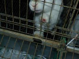 Rabbit farming at Baldivis Rabbits WA - Captured at Baldivis Rabbits, Baldivis WA Australia.