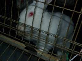 Rabbit farming at Baldivis Rabbits WA - Captured at Baldivis Rabbits, Baldivis WA Australia.