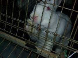 Rabbit farming at Baldivis Rabbits WA - Captured at Baldivis Rabbits, Baldivis WA Australia.