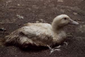 Australian duck farming, 2012