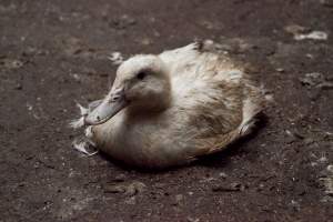 Australian duck farming, 2012