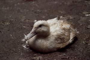 Australian duck farming - Captured at Tinder Creek Duck Farm, Mellong NSW Australia.