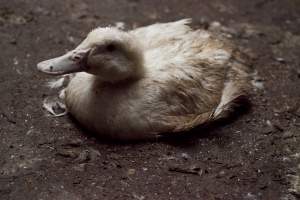 Australian duck farming - Captured at Tinder Creek Duck Farm, Mellong NSW Australia.