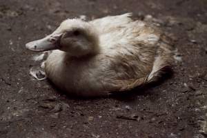 Australian duck farming - Captured at Tinder Creek Duck Farm, Mellong NSW Australia.