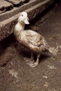 Australian duck farming - Captured at Tinder Creek Duck Farm, Mellong NSW Australia.