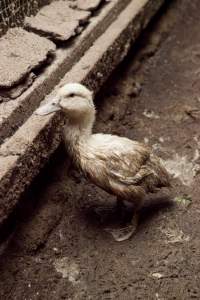 Australian duck farming - Captured at Tinder Creek Duck Farm, Mellong NSW Australia.