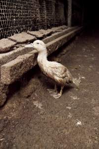 Australian duck farming - Captured at Tinder Creek Duck Farm, Mellong NSW Australia.