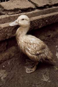 Australian duck farming - Captured at Tinder Creek Duck Farm, Mellong NSW Australia.