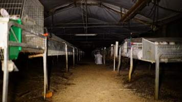 Rabbit farming at Glencroft Farm TAS - 'Tasmanian Fresh Farmed Rabbits' - Captured at Tasmanian Fresh Farmed Rabbits (Glencroft Farm), Penguin TAS Australia.