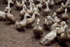 Australian duck farming - Captured at Tinder Creek Duck Farm, Mellong NSW Australia.