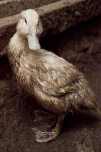 Australian duck farming, 2012