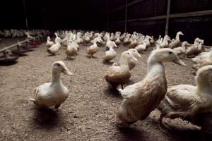 Australian duck farming, 2012