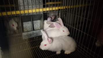 Rabbit farming at Glencroft Farm TAS - 'Tasmanian Fresh Farmed Rabbits' - Captured at Tasmanian Fresh Farmed Rabbits (Glencroft Farm), Penguin TAS Australia.