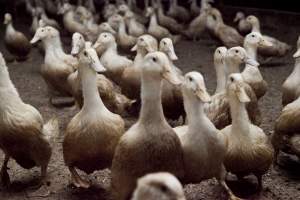 Australian duck farming - Captured at Tinder Creek Duck Farm, Mellong NSW Australia.