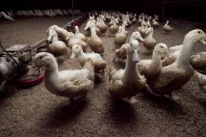 Australian duck farming - Captured at Tinder Creek Duck Farm, Mellong NSW Australia.