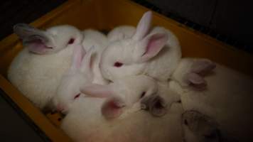 Rabbit farming at Glencroft Farm TAS - 'Tasmanian Fresh Farmed Rabbits' - Captured at Tasmanian Fresh Farmed Rabbits (Glencroft Farm), Penguin TAS Australia.