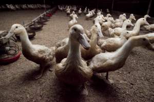 Australian duck farming - Captured at Tinder Creek Duck Farm, Mellong NSW Australia.