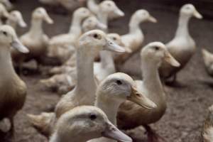 Australian duck farming - Captured at Tinder Creek Duck Farm, Mellong NSW Australia.