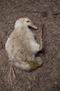 Australian duck farming - Captured at Tinder Creek Duck Farm, Mellong NSW Australia.