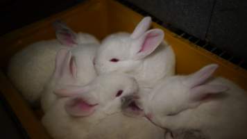 Rabbit farming at Glencroft Farm TAS - 'Tasmanian Fresh Farmed Rabbits' - Captured at Tasmanian Fresh Farmed Rabbits (Glencroft Farm), Penguin TAS Australia.