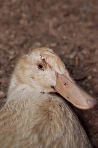 Australian duck farming - Captured at Tinder Creek Duck Farm, Mellong NSW Australia.