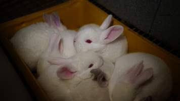 Rabbit farming at Glencroft Farm TAS - 'Tasmanian Fresh Farmed Rabbits' - Captured at Tasmanian Fresh Farmed Rabbits (Glencroft Farm), Penguin TAS Australia.