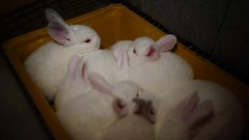 Rabbit farming at Glencroft Farm TAS - 'Tasmanian Fresh Farmed Rabbits' - Captured at Tasmanian Fresh Farmed Rabbits (Glencroft Farm), Penguin TAS Australia.