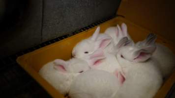 Rabbit farming at Glencroft Farm TAS - 'Tasmanian Fresh Farmed Rabbits' - Captured at Tasmanian Fresh Farmed Rabbits (Glencroft Farm), Penguin TAS Australia.