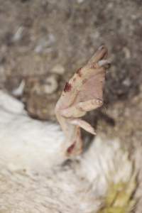 Australian duck farming - Captured at Tinder Creek Duck Farm, Mellong NSW Australia.