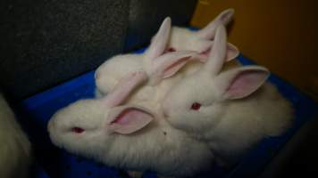 Rabbit farming at Glencroft Farm TAS - 'Tasmanian Fresh Farmed Rabbits' - Captured at Tasmanian Fresh Farmed Rabbits (Glencroft Farm), Penguin TAS Australia.