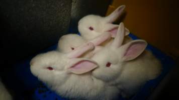 Rabbit farming at Glencroft Farm TAS - 'Tasmanian Fresh Farmed Rabbits' - Captured at Tasmanian Fresh Farmed Rabbits (Glencroft Farm), Penguin TAS Australia.