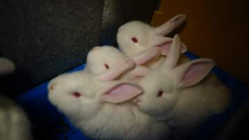 Rabbit farming at Glencroft Farm TAS - 'Tasmanian Fresh Farmed Rabbits' - Captured at Tasmanian Fresh Farmed Rabbits (Glencroft Farm), Penguin TAS Australia.