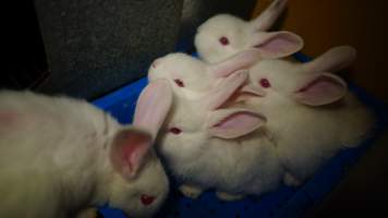 Rabbit farming at Glencroft Farm TAS - 'Tasmanian Fresh Farmed Rabbits' - Captured at Tasmanian Fresh Farmed Rabbits (Glencroft Farm), Penguin TAS Australia.