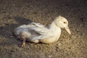 Australian duck farming - Captured at Tinder Creek Duck Farm, Mellong NSW Australia.