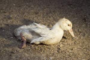 Australian duck farming, 2012