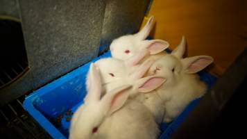 Rabbit farming at Glencroft Farm TAS - 'Tasmanian Fresh Farmed Rabbits' - Captured at Tasmanian Fresh Farmed Rabbits (Glencroft Farm), Penguin TAS Australia.