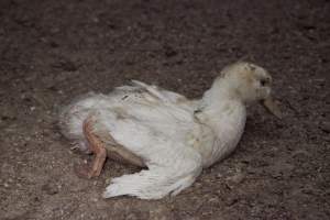 Australian duck farming, 2012