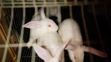 Rabbit farming at Glencroft Farm TAS - 'Tasmanian Fresh Farmed Rabbits' - Captured at Tasmanian Fresh Farmed Rabbits (Glencroft Farm), Penguin TAS Australia.