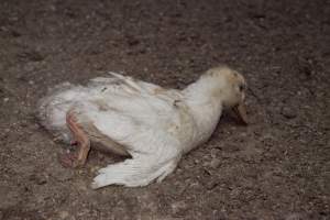 Australian duck farming - Captured at Tinder Creek Duck Farm, Mellong NSW Australia.