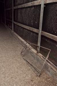 Australian duck farming, 2012