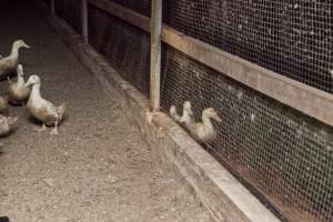 Australian duck farming, 2012