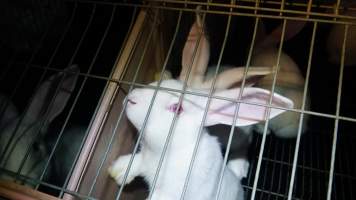 Rabbit farming at Glencroft Farm TAS - 'Tasmanian Fresh Farmed Rabbits' - Captured at Tasmanian Fresh Farmed Rabbits (Glencroft Farm), Penguin TAS Australia.