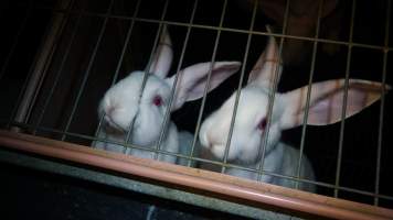 Rabbit farming at Glencroft Farm TAS - 'Tasmanian Fresh Farmed Rabbits' - Captured at Tasmanian Fresh Farmed Rabbits (Glencroft Farm), Penguin TAS Australia.