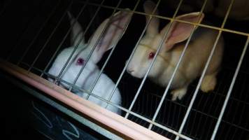 Rabbit farming at Glencroft Farm TAS - 'Tasmanian Fresh Farmed Rabbits' - Captured at Tasmanian Fresh Farmed Rabbits (Glencroft Farm), Penguin TAS Australia.