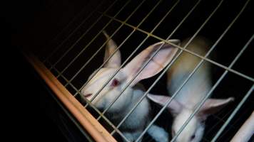 Rabbit farming at Glencroft Farm TAS - 'Tasmanian Fresh Farmed Rabbits' - Captured at Tasmanian Fresh Farmed Rabbits (Glencroft Farm), Penguin TAS Australia.