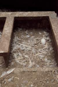 Australian duck farming, 2012