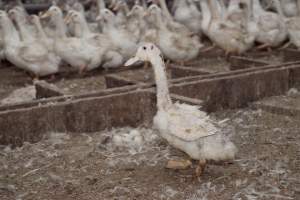 Australian duck farming - Captured at Tinder Creek Duck Farm, Mellong NSW Australia.