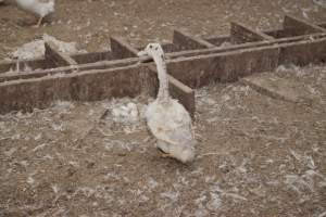 Australian duck farming, 2012